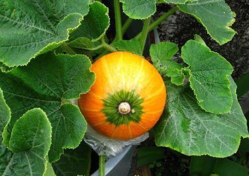 八棱瓜哺乳期可以吃吗,八棱瓜的适宜食用指南