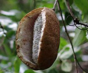 八月瓜可以怎么吃,探索美味新吃法