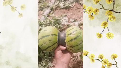 瓜楼头怎么吃,解锁传统佳肴的独特风味